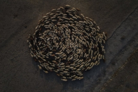 Kurbanlik-Fiyatlari-2024-Buyukbas-ve-Kucukbas-Kurbanliklar-Ne-Kadar-featured