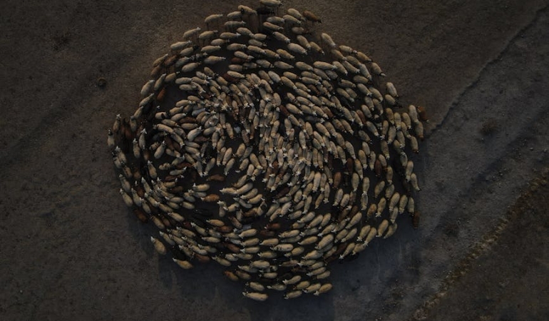 Kurbanlik-Fiyatlari-2024-Buyukbas-ve-Kucukbas-Kurbanliklar-Ne-Kadar-featured