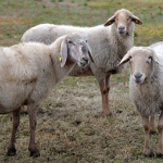 Mugla8217da-Hibrit-Koyun-Devrimi-Hayvancilikta-Yuksek-Karlilik-featured