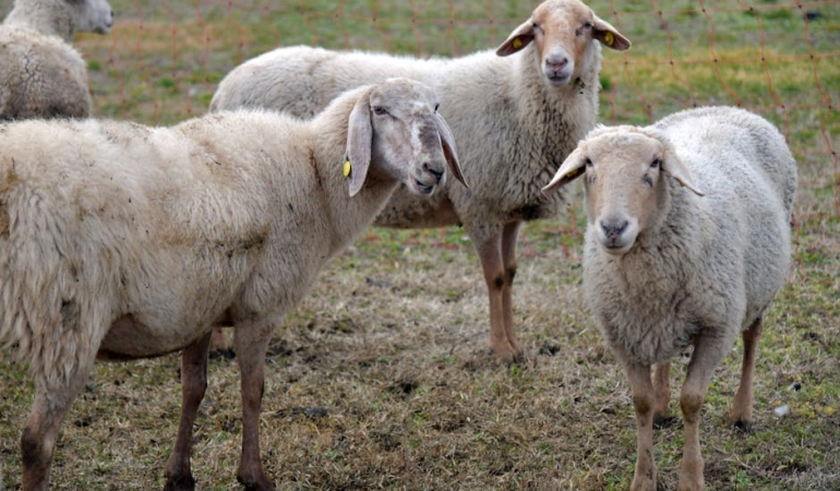 Mugla8217da-Hibrit-Koyun-Devrimi-Hayvancilikta-Yuksek-Karlilik-featured